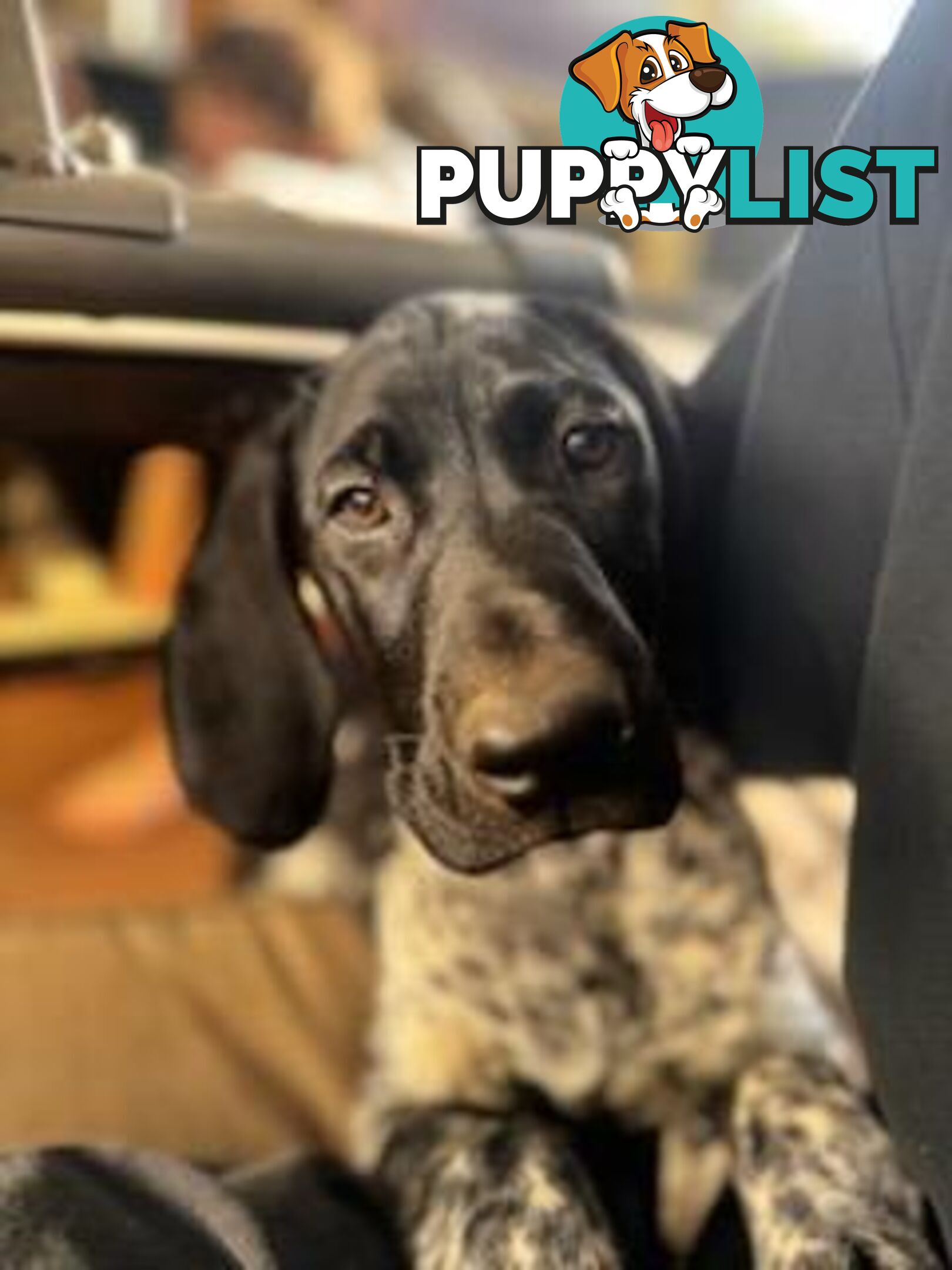 Pedigree German Shorthaired Pointers - Ready to go!