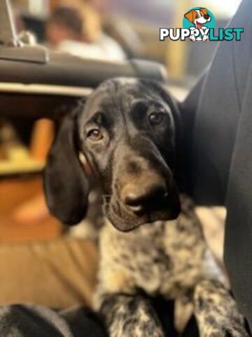 Pedigree German Shorthaired Pointers - Ready to go!
