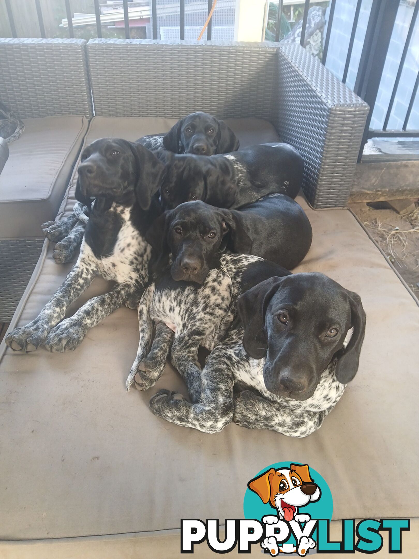 Pedigree German Shorthaired Pointers - Ready to go!