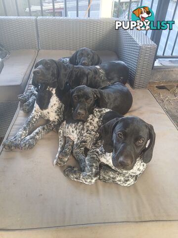 Pedigree German Shorthaired Pointers - Ready to go!