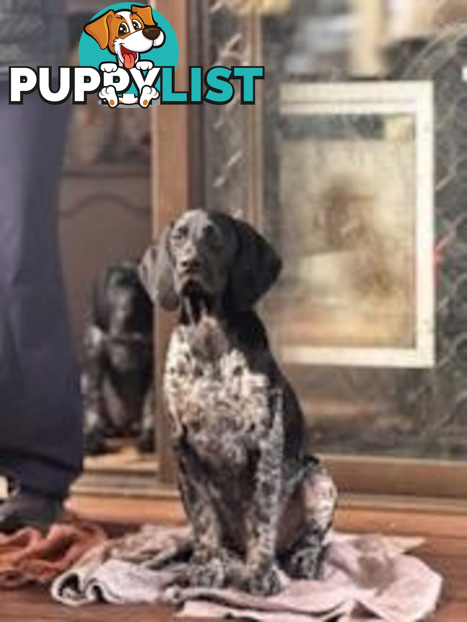 Pedigree German Shorthaired Pointers - Ready to go!