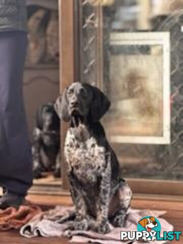 Pedigree German Shorthaired Pointers - Ready to go!