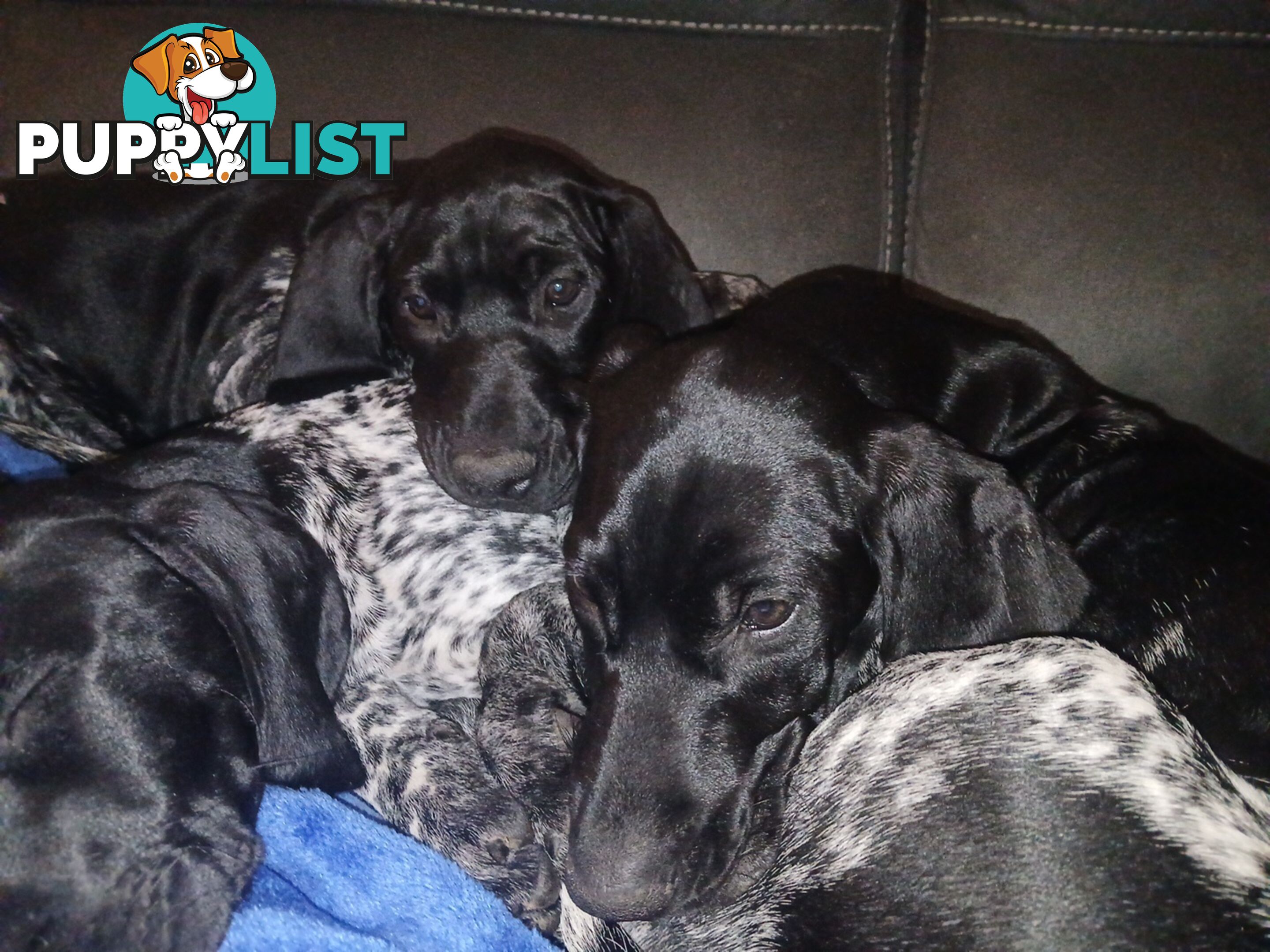 Pedigree German Shorthaired Pointers - Ready to go!