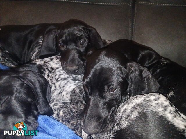 Pedigree German Shorthaired Pointers - Ready to go!