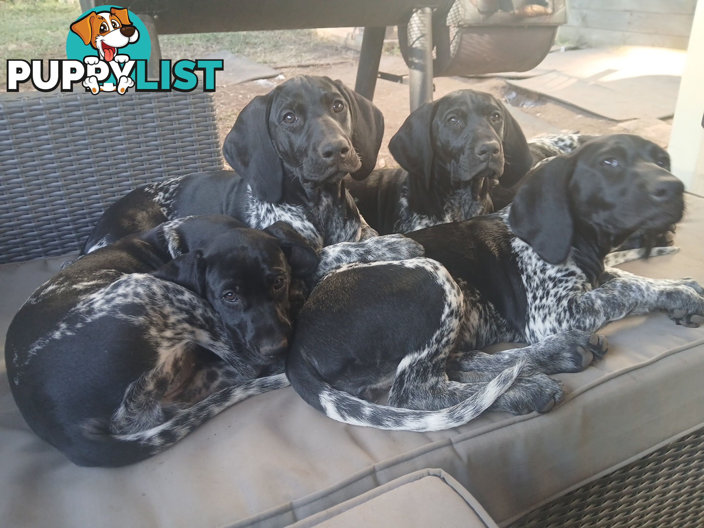 Pedigree German Shorthaired Pointers - Ready to go!