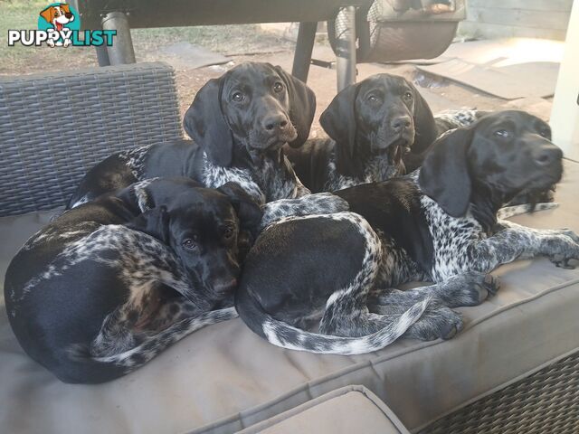 Pedigree German Shorthaired Pointers