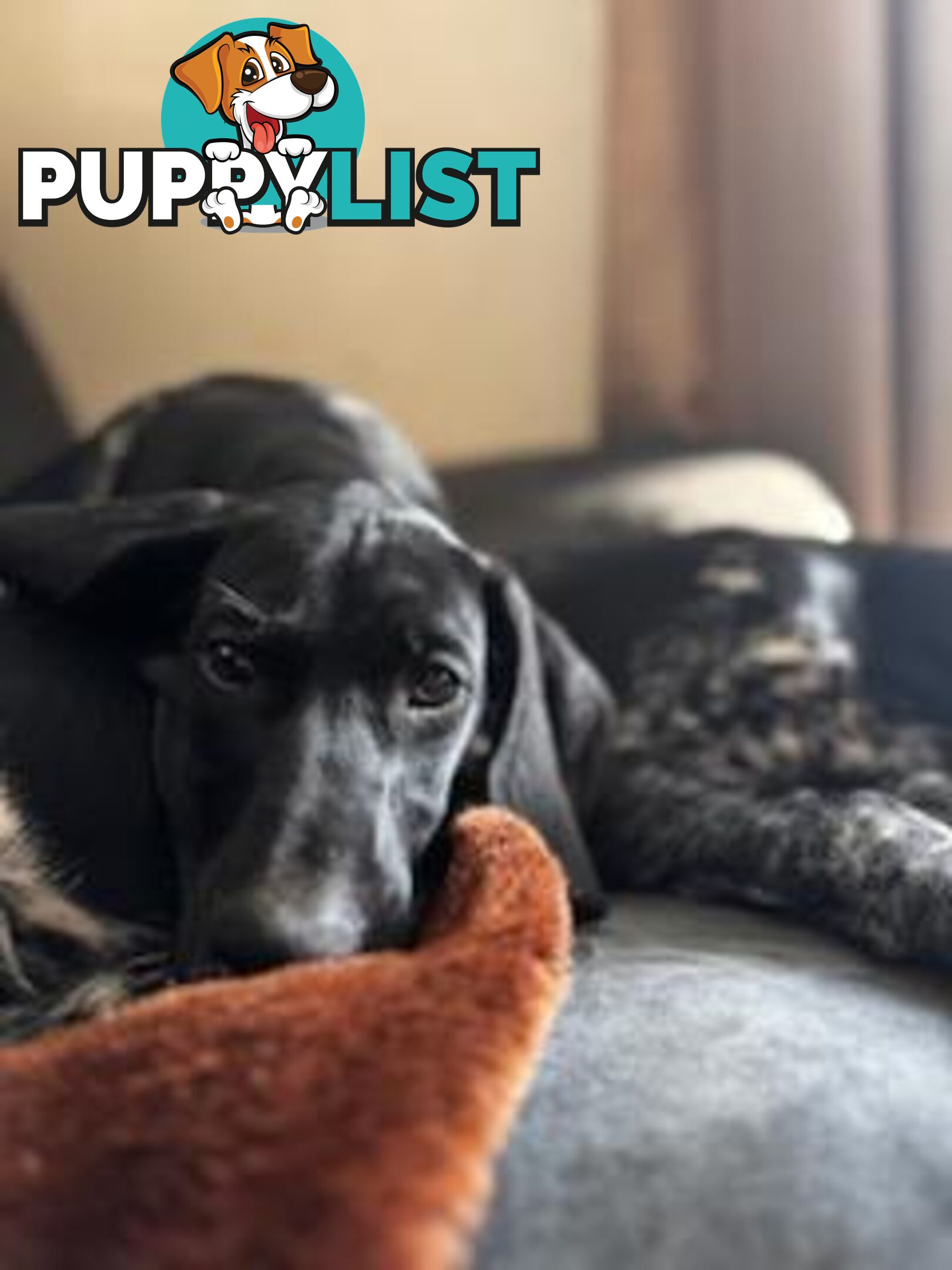 Pedigree German Shorthaired Pointers - Ready to go!