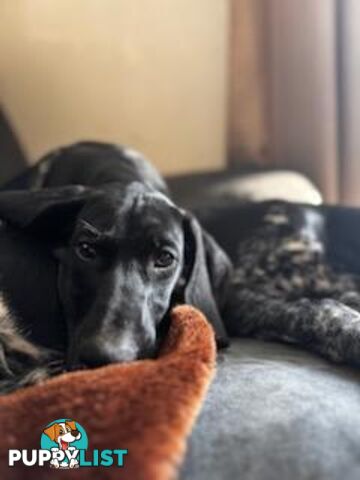 Pedigree German Shorthaired Pointers - Ready to go!