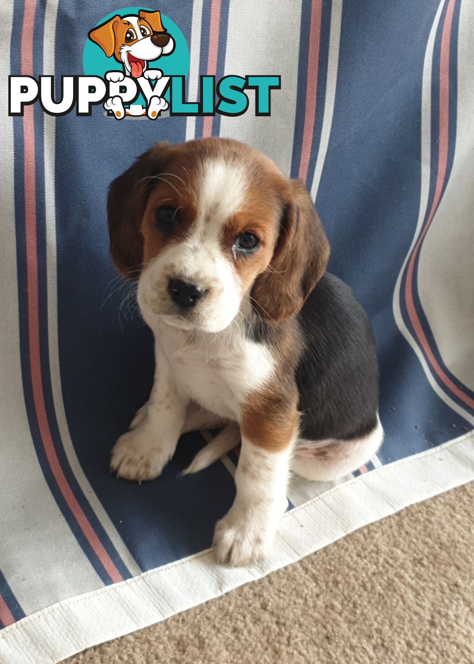 Beaglier Puppies