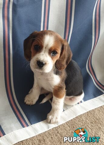 Beaglier Puppies