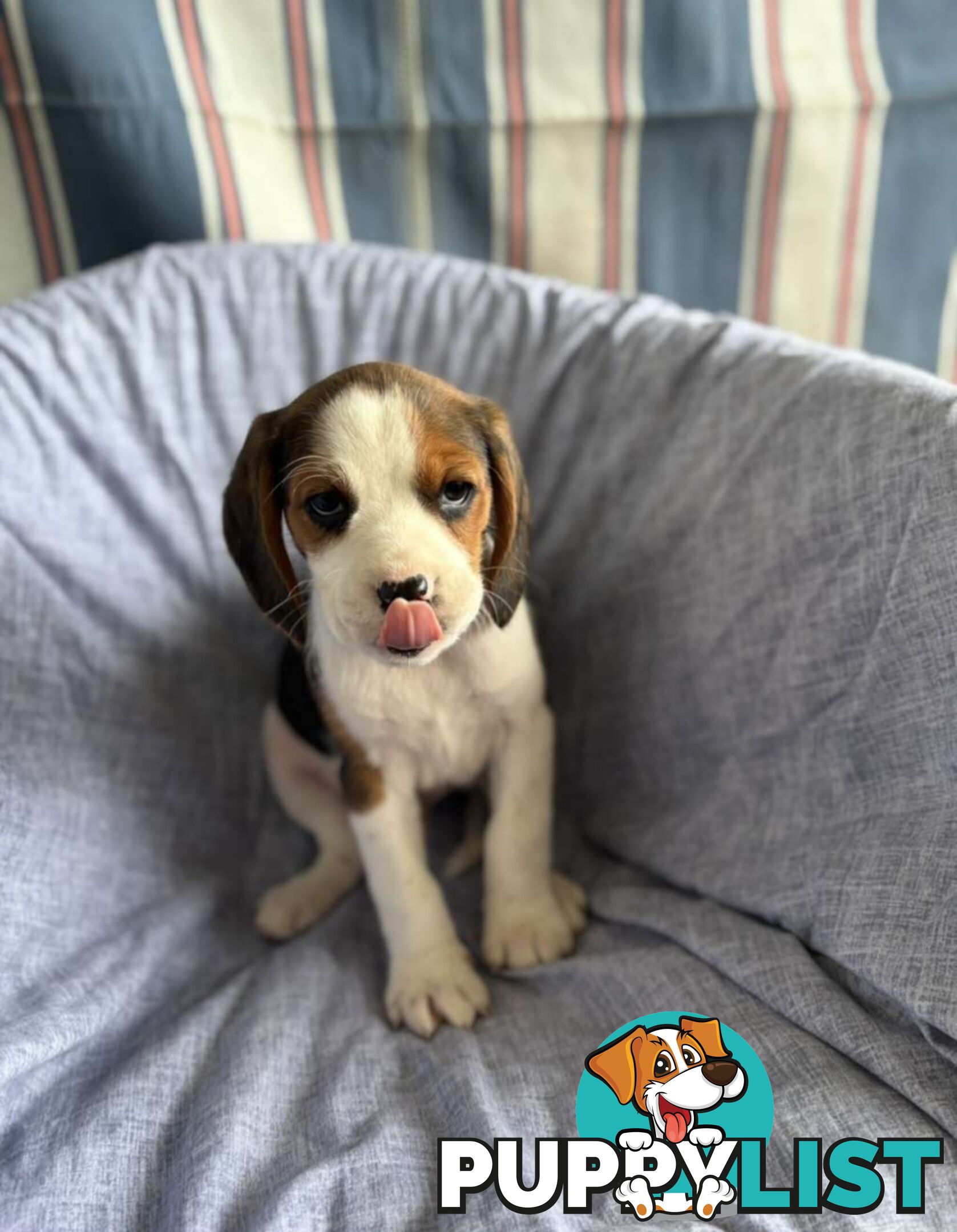 Beaglier Puppies