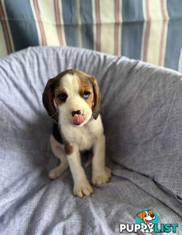 Beaglier Puppies