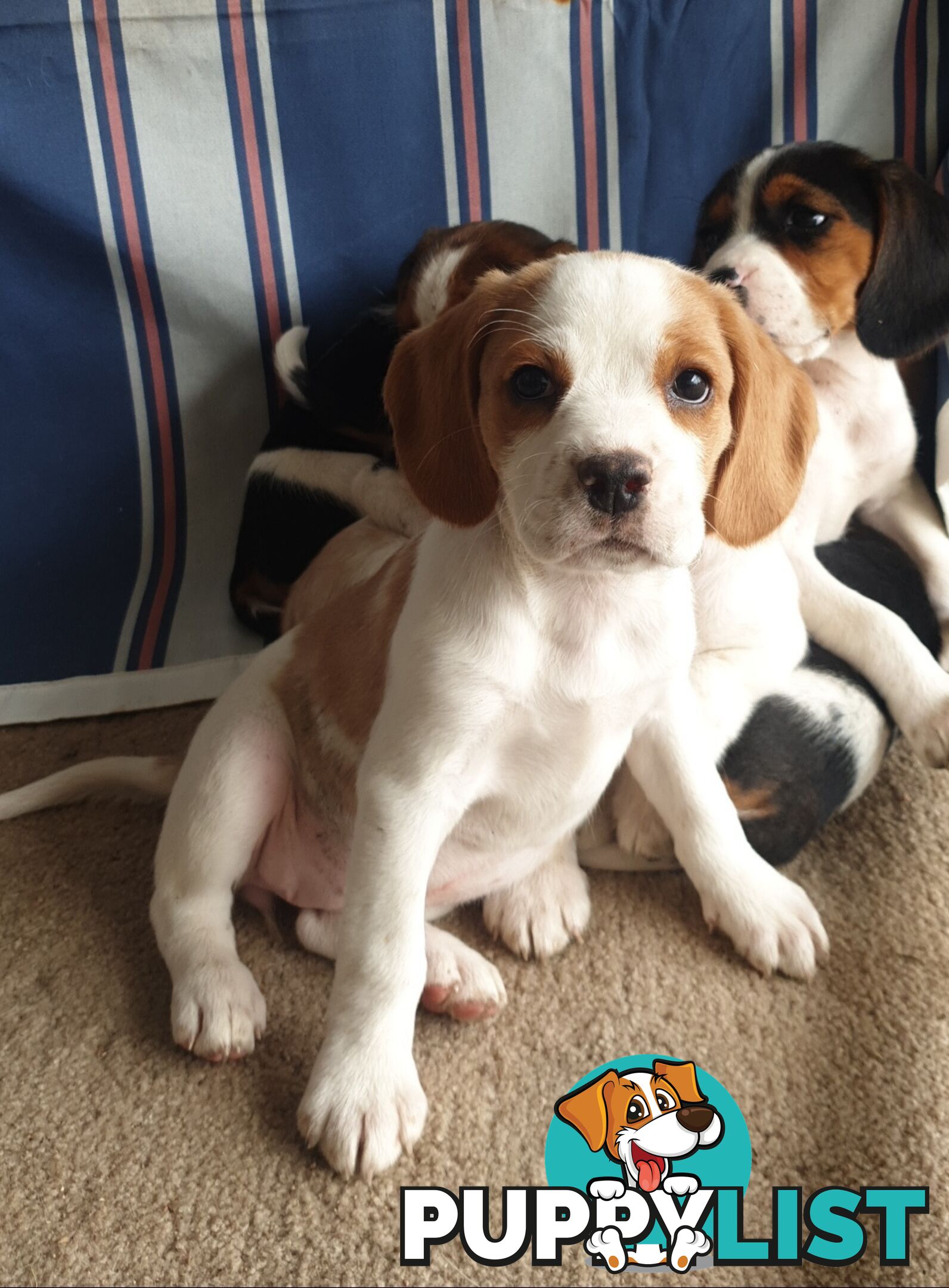 Beaglier Puppies