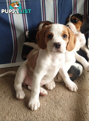 Beaglier Puppies