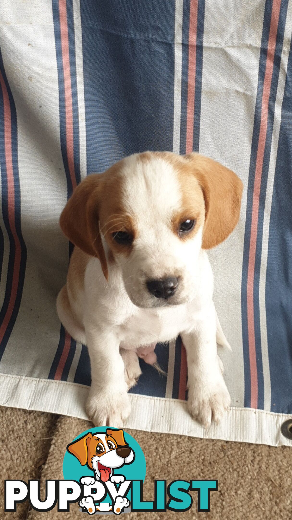 Beaglier Puppies