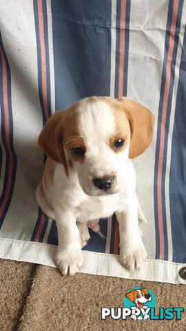 Beaglier Puppies