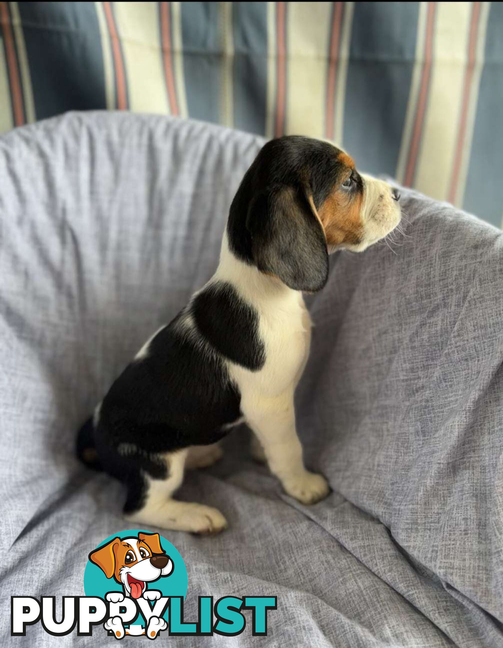 Beaglier Puppies