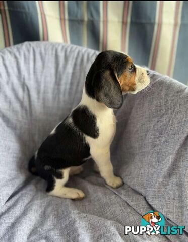 Beaglier Puppies