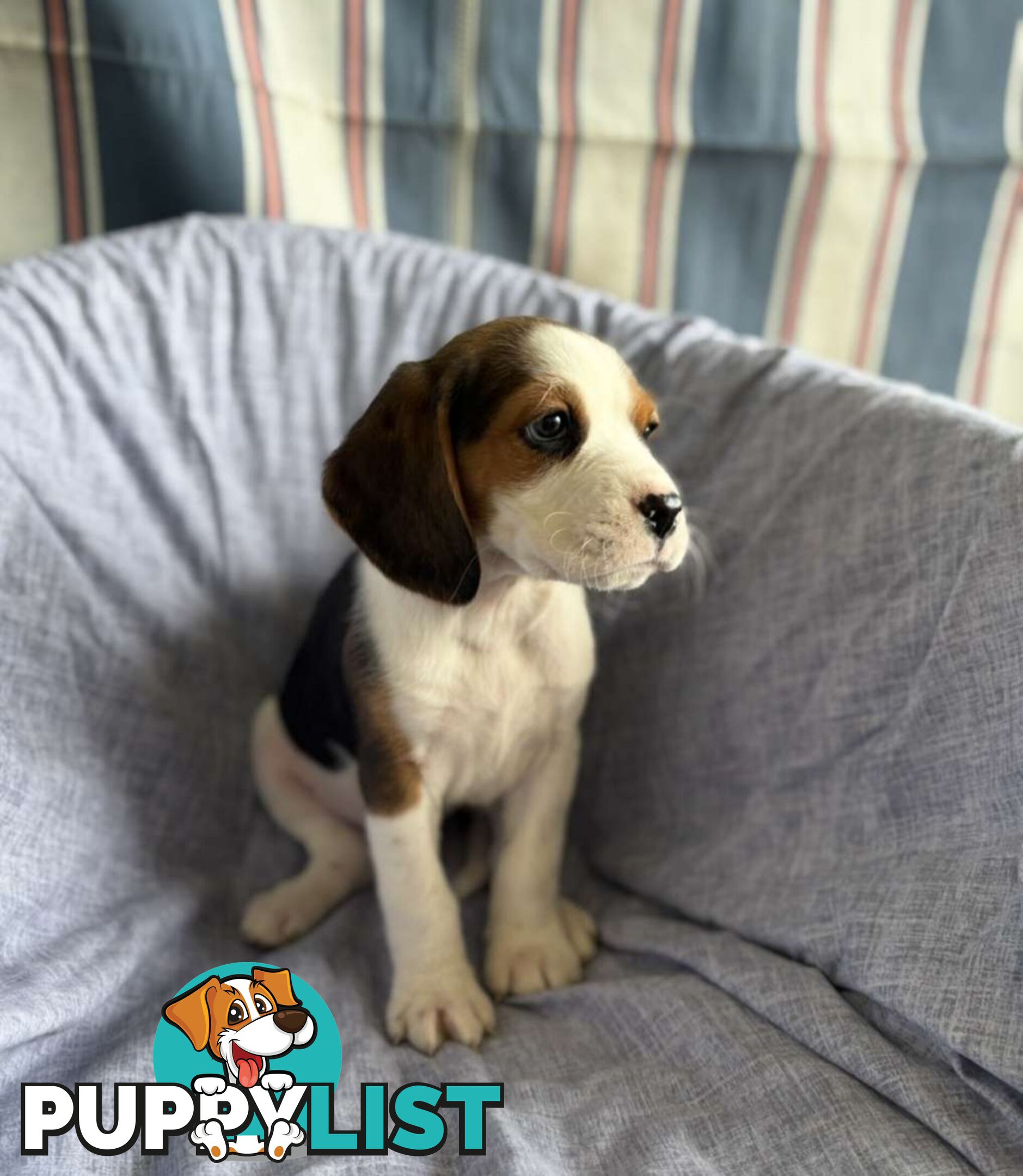 Beaglier Puppies