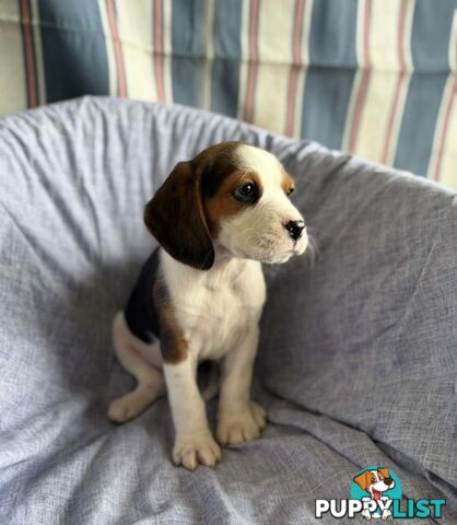 Beaglier Puppies