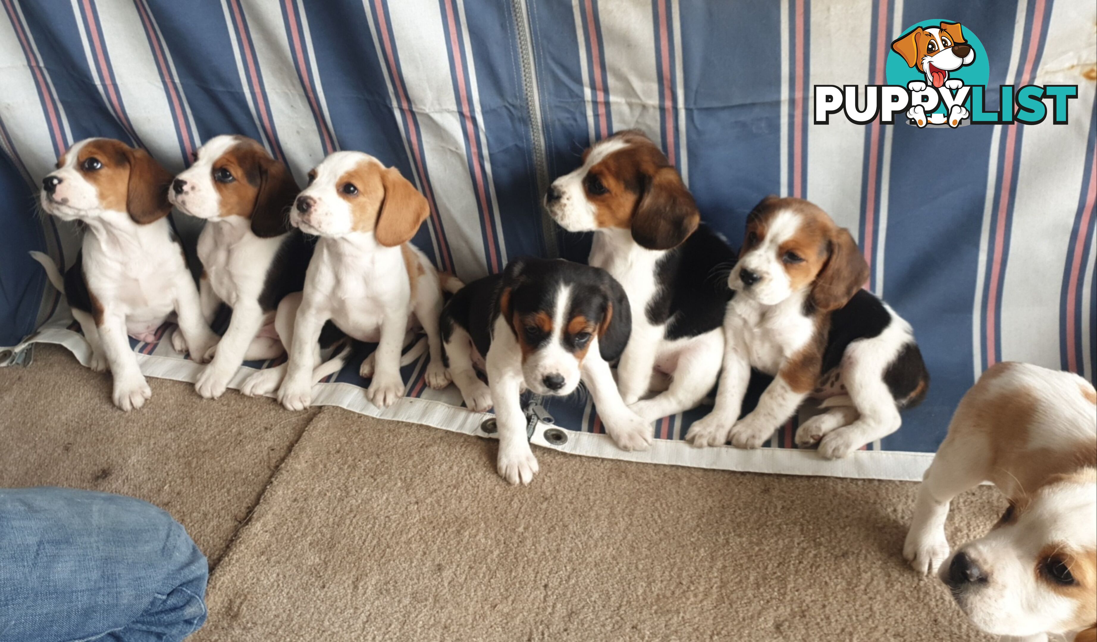 Beaglier Puppies