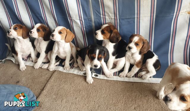 Beaglier Puppies