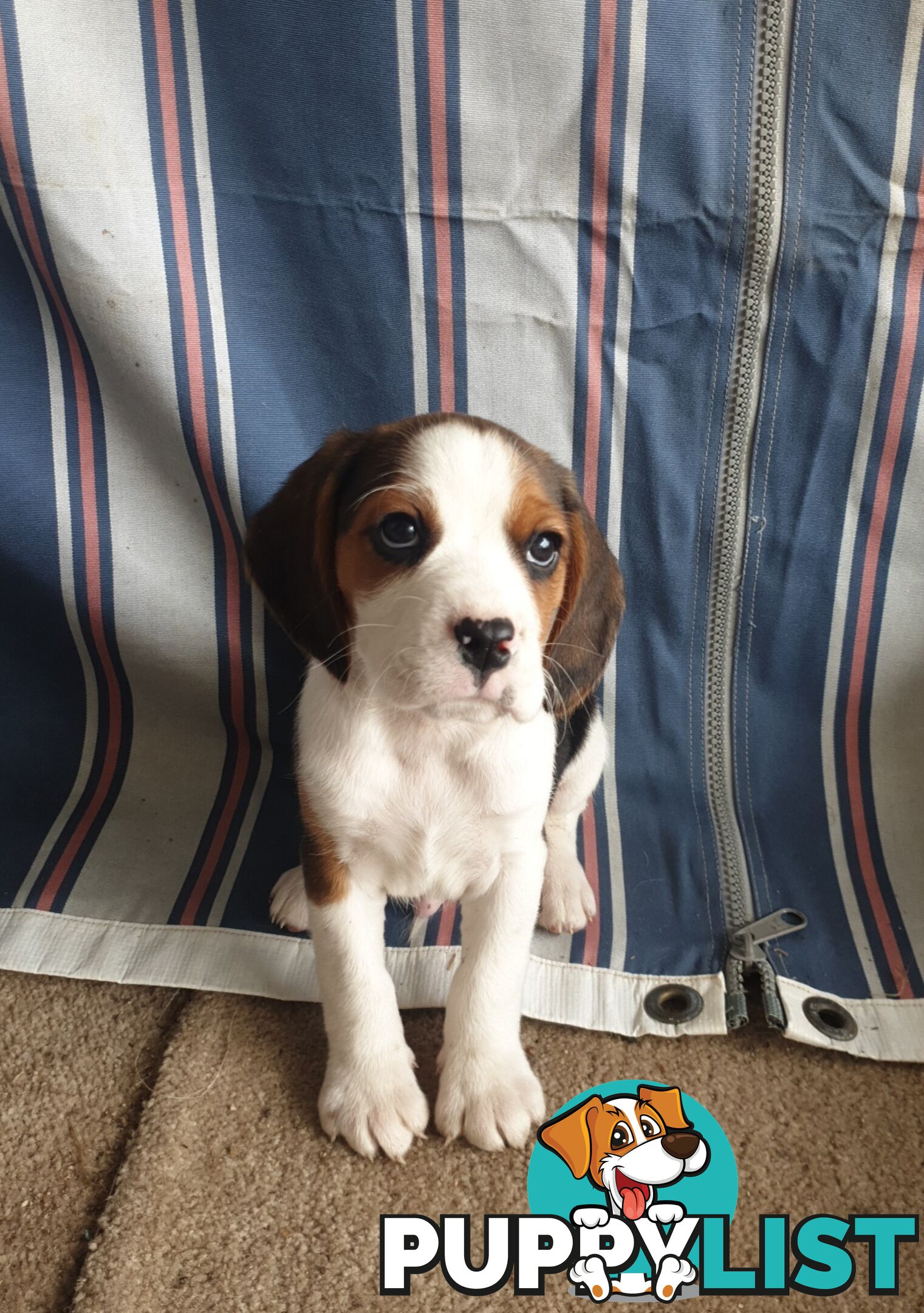 Beaglier Puppies