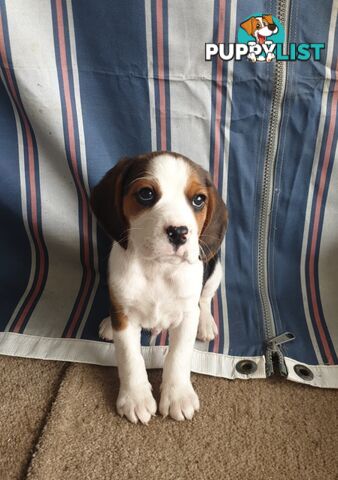 Beaglier Puppies