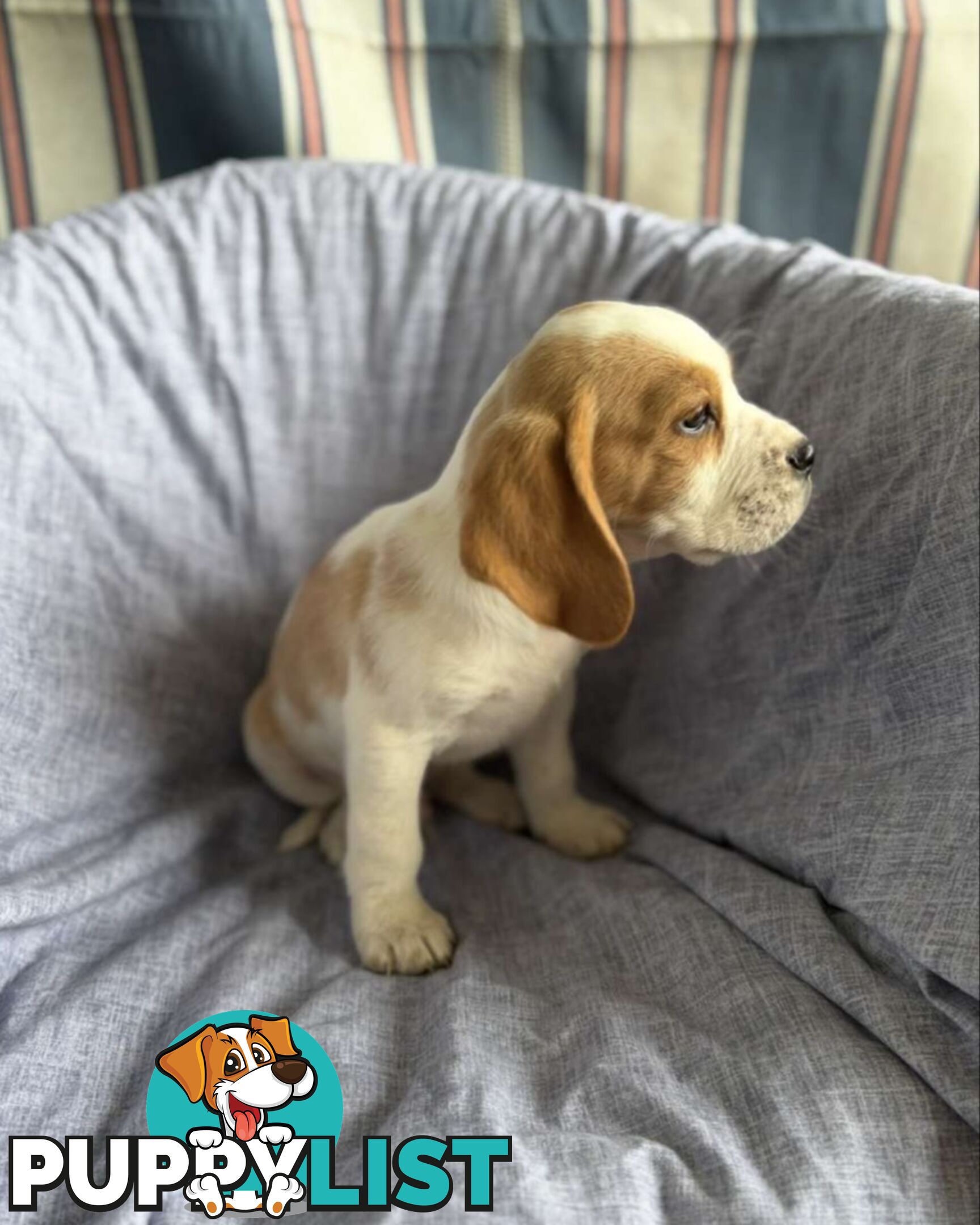 Beaglier Puppies