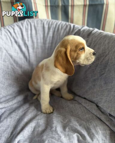 Beaglier Puppies