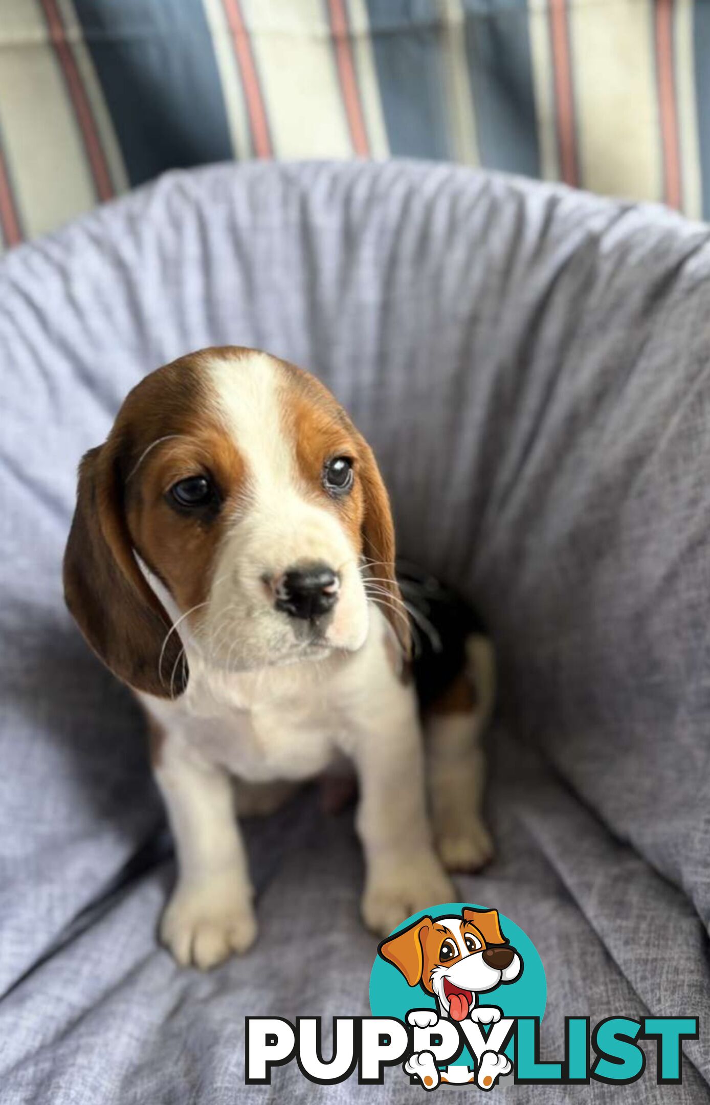 Beaglier Puppies