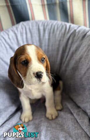 Beaglier Puppies