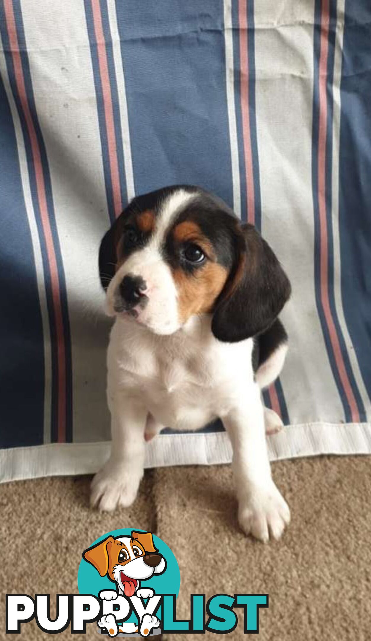Beaglier Puppies