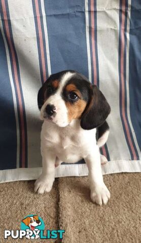 Beaglier Puppies