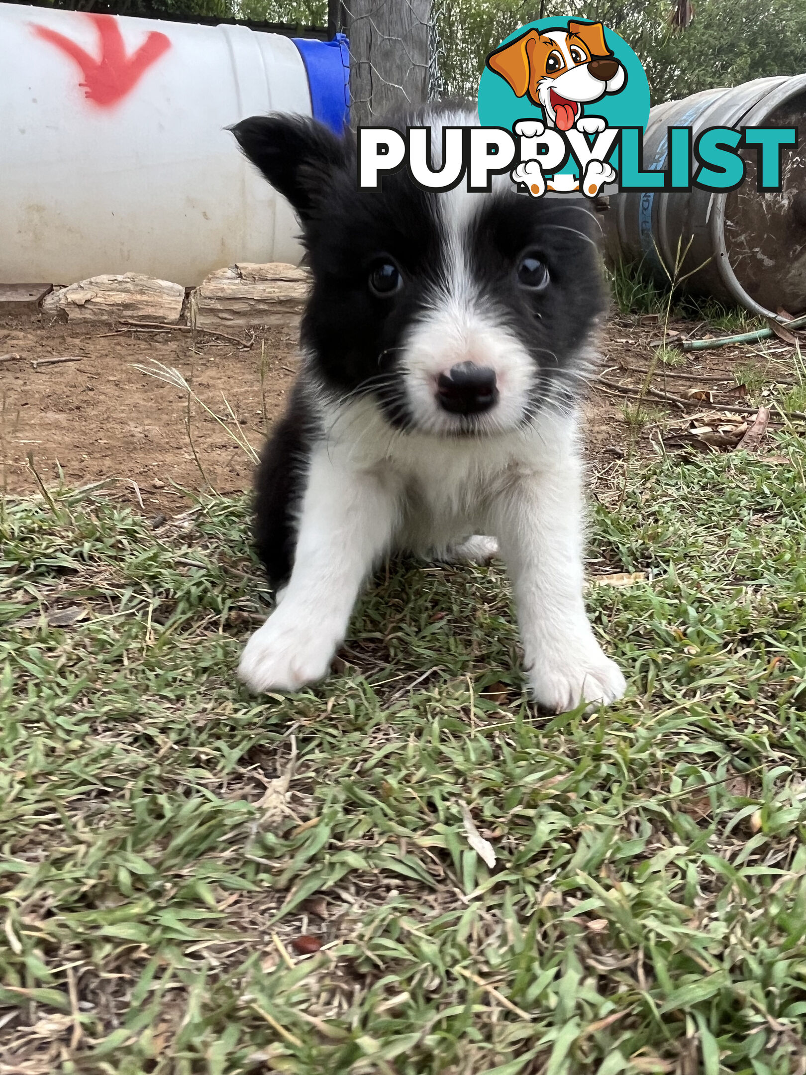 Border Collie puppies