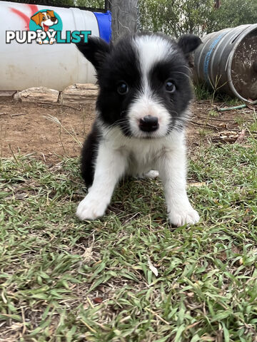 Border Collie puppies