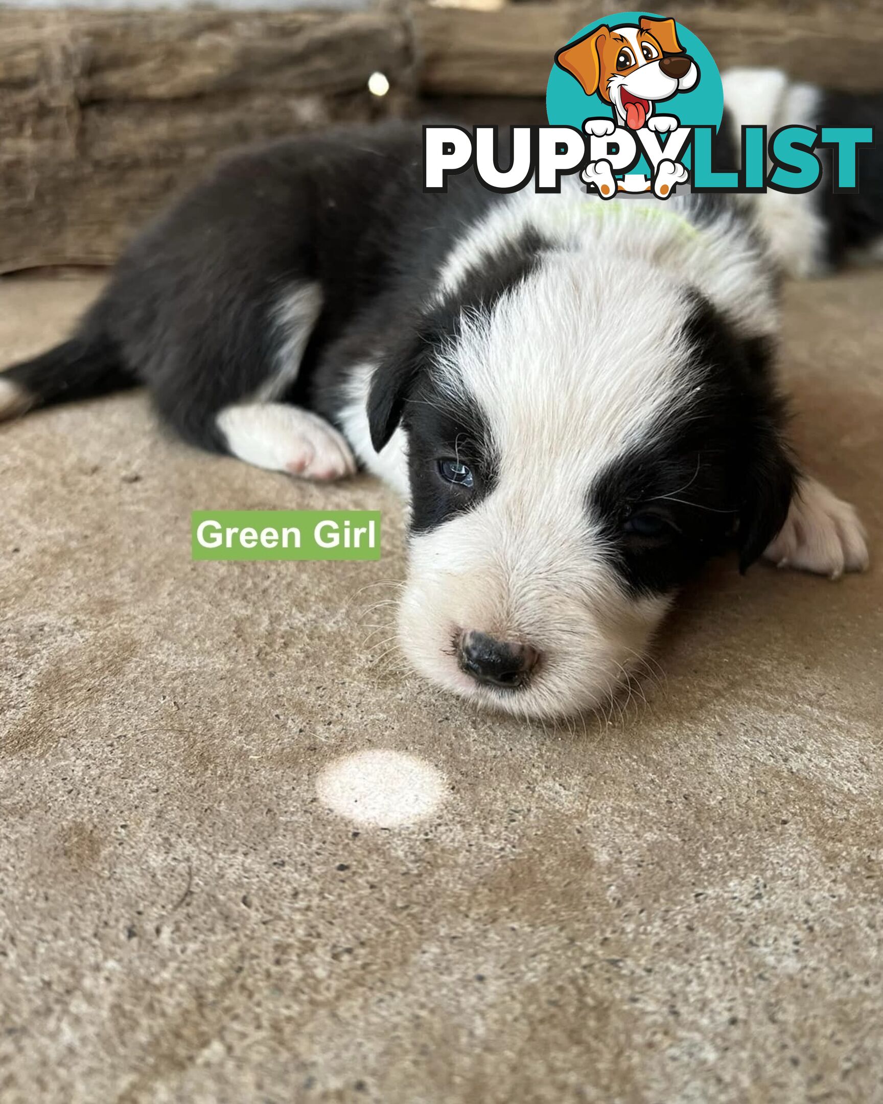 Border Collie puppies