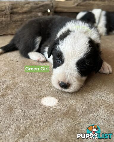 Border Collie puppies