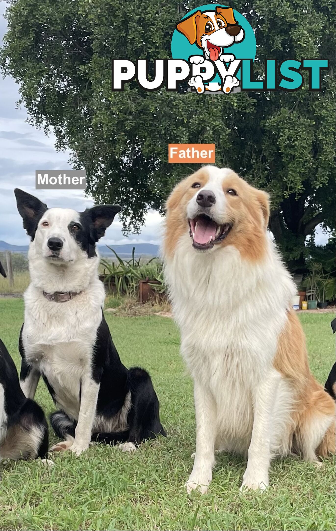 Border Collie puppies