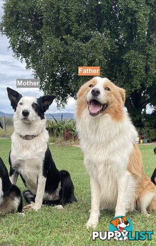 Border Collie puppies