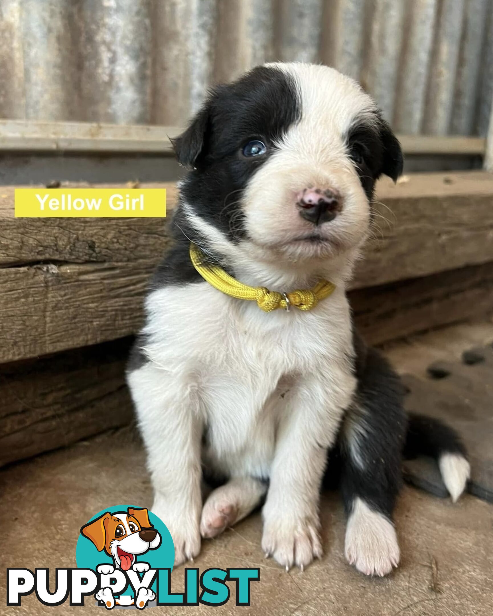 Border Collie puppies