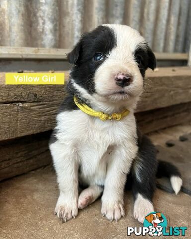 Border Collie puppies