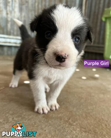 Border Collie puppies