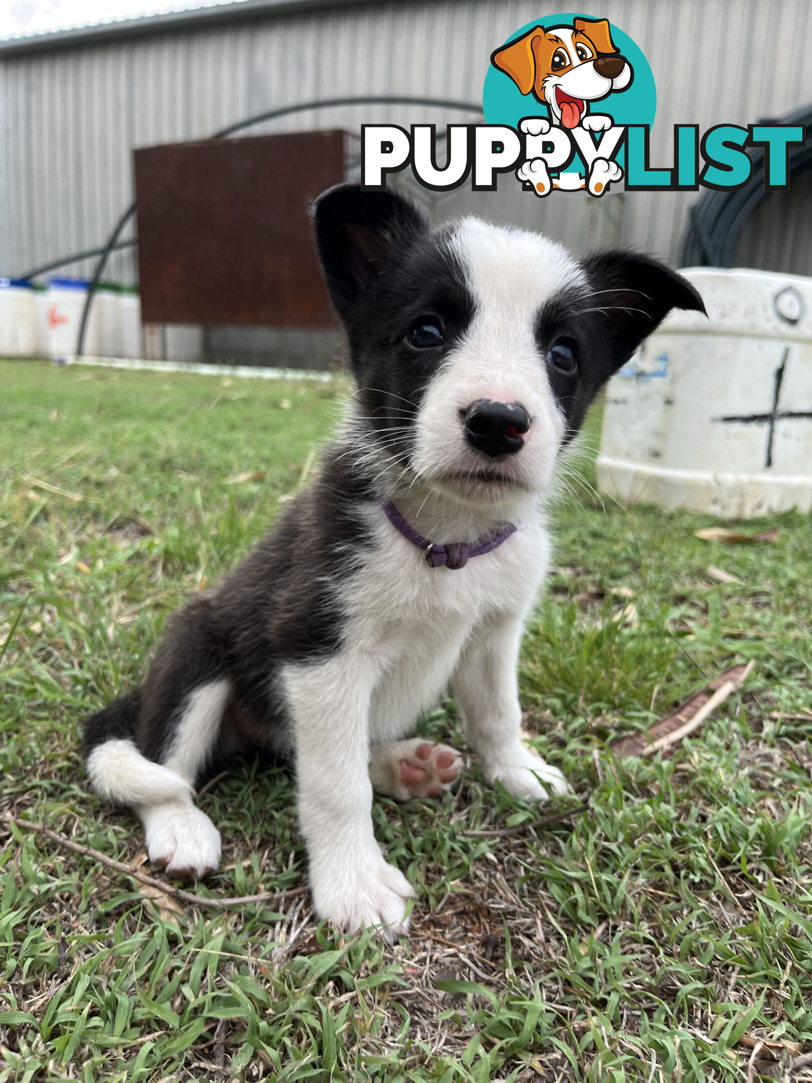 Border Collie puppies