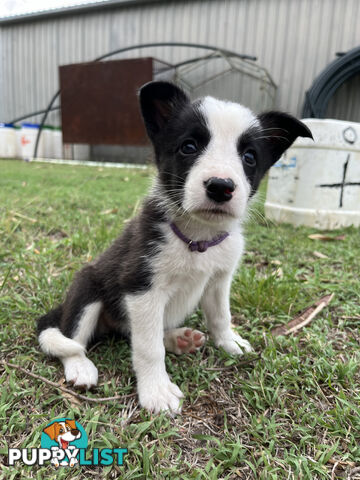 Border Collie puppies