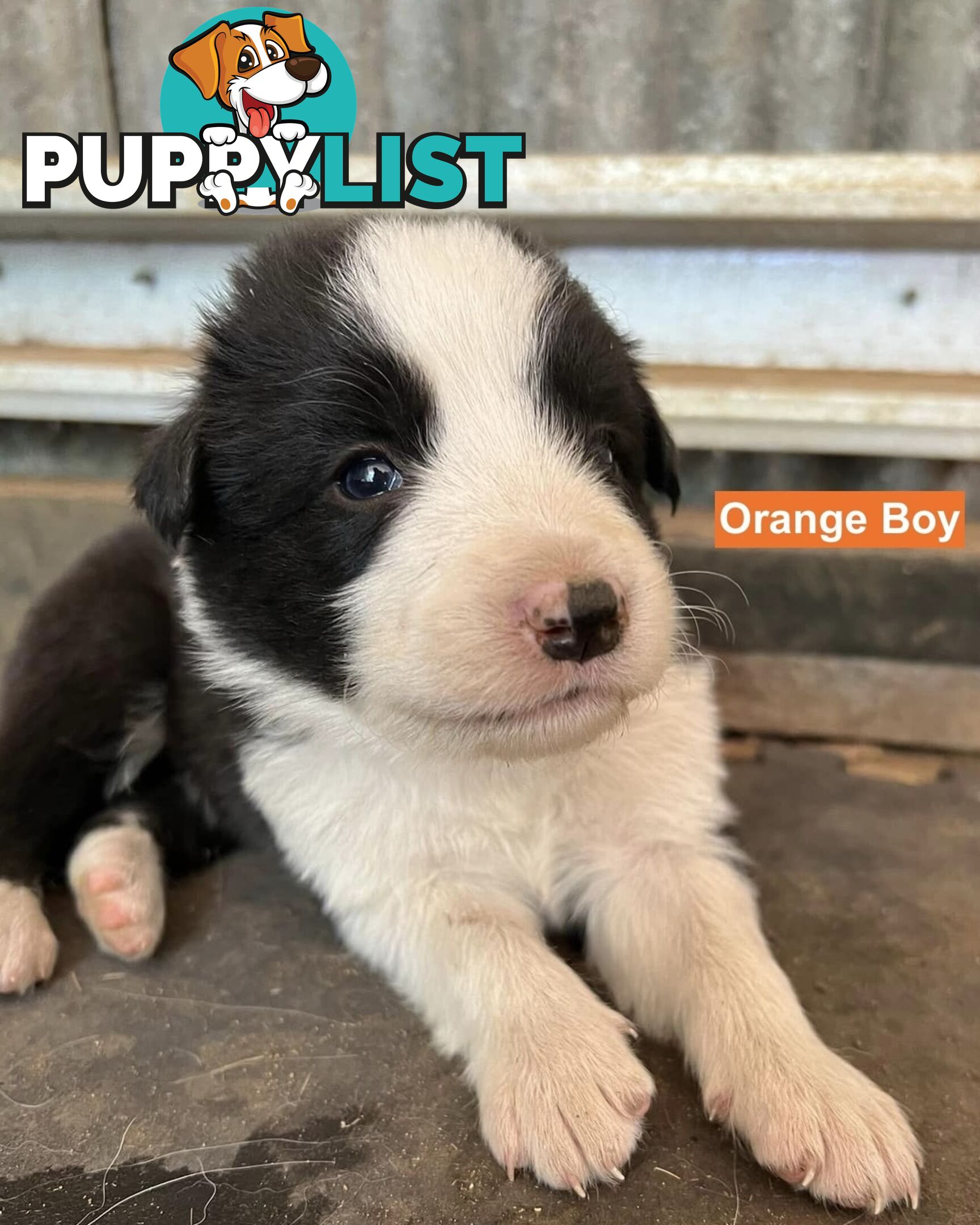 Border Collie puppies