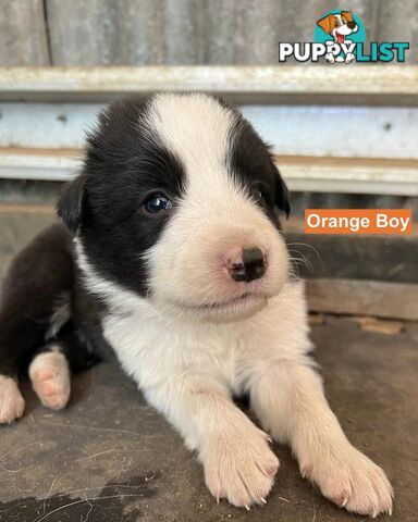 Border Collie puppies