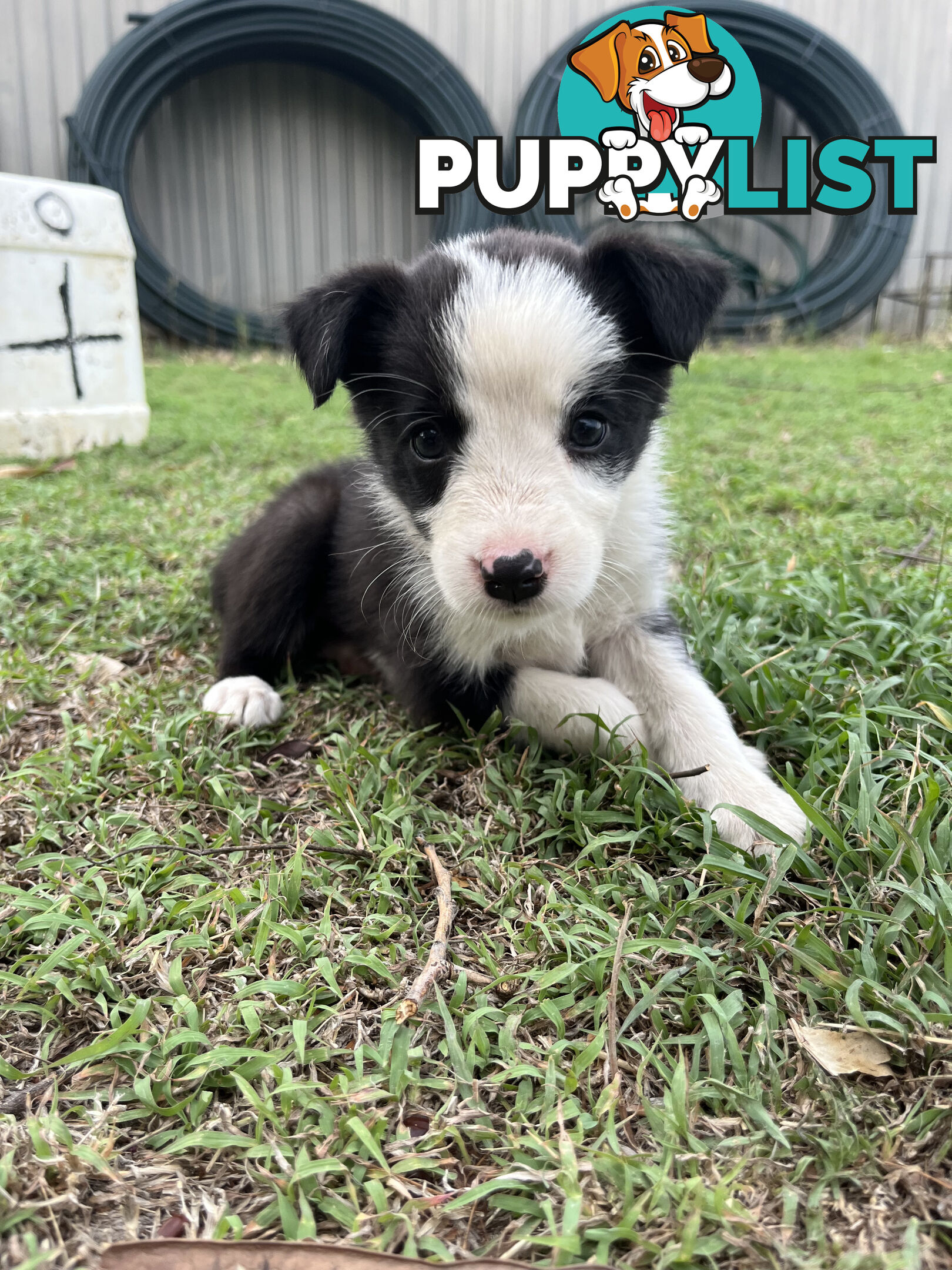 Border Collie puppies