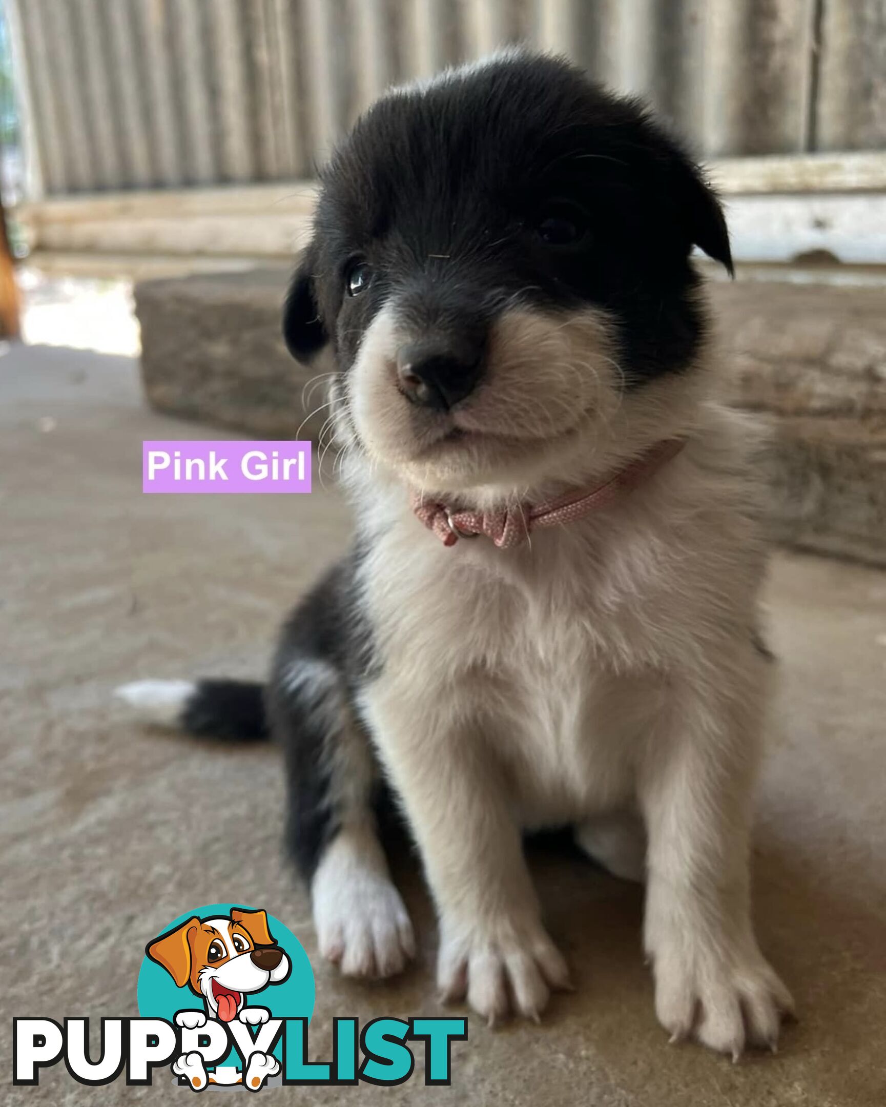 Border Collie puppies