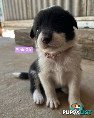 Border Collie puppies